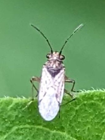 Picture of Nysius raphanus